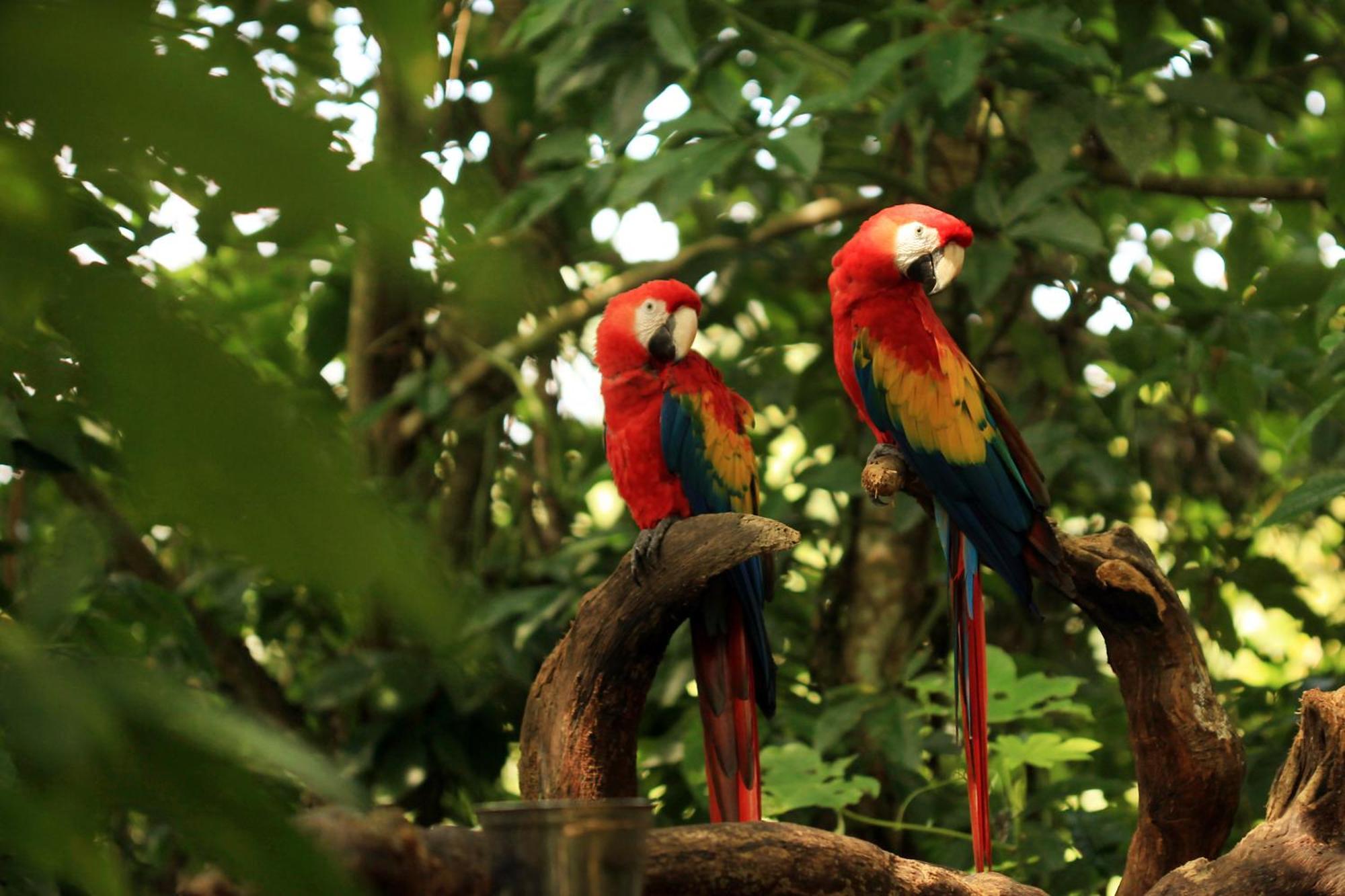 Piedra De Agua Palenque Hotel Ngoại thất bức ảnh